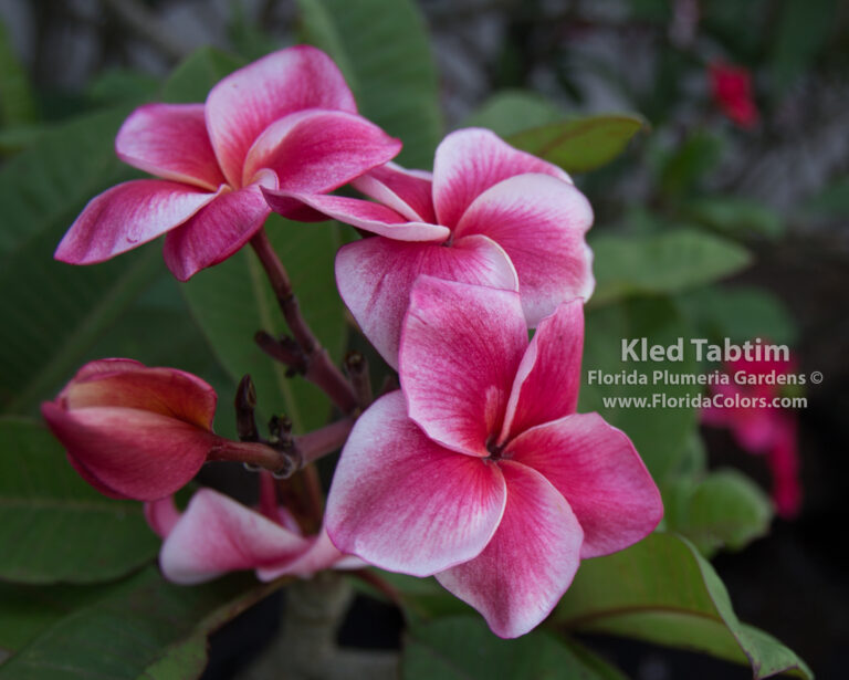 Kled Tabtim plumeria photo
