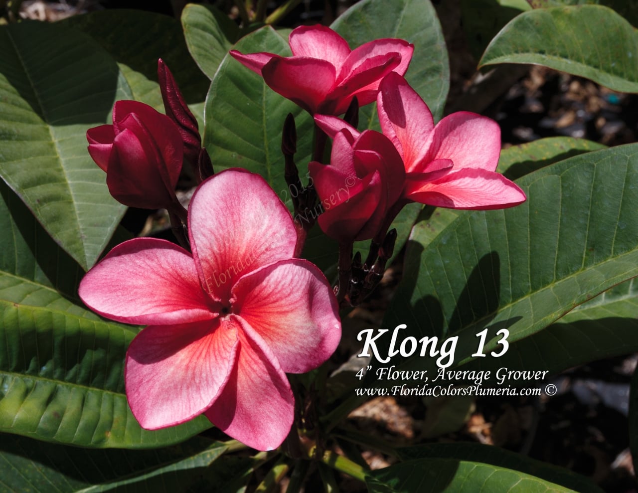 Klong 13 plumeria photo