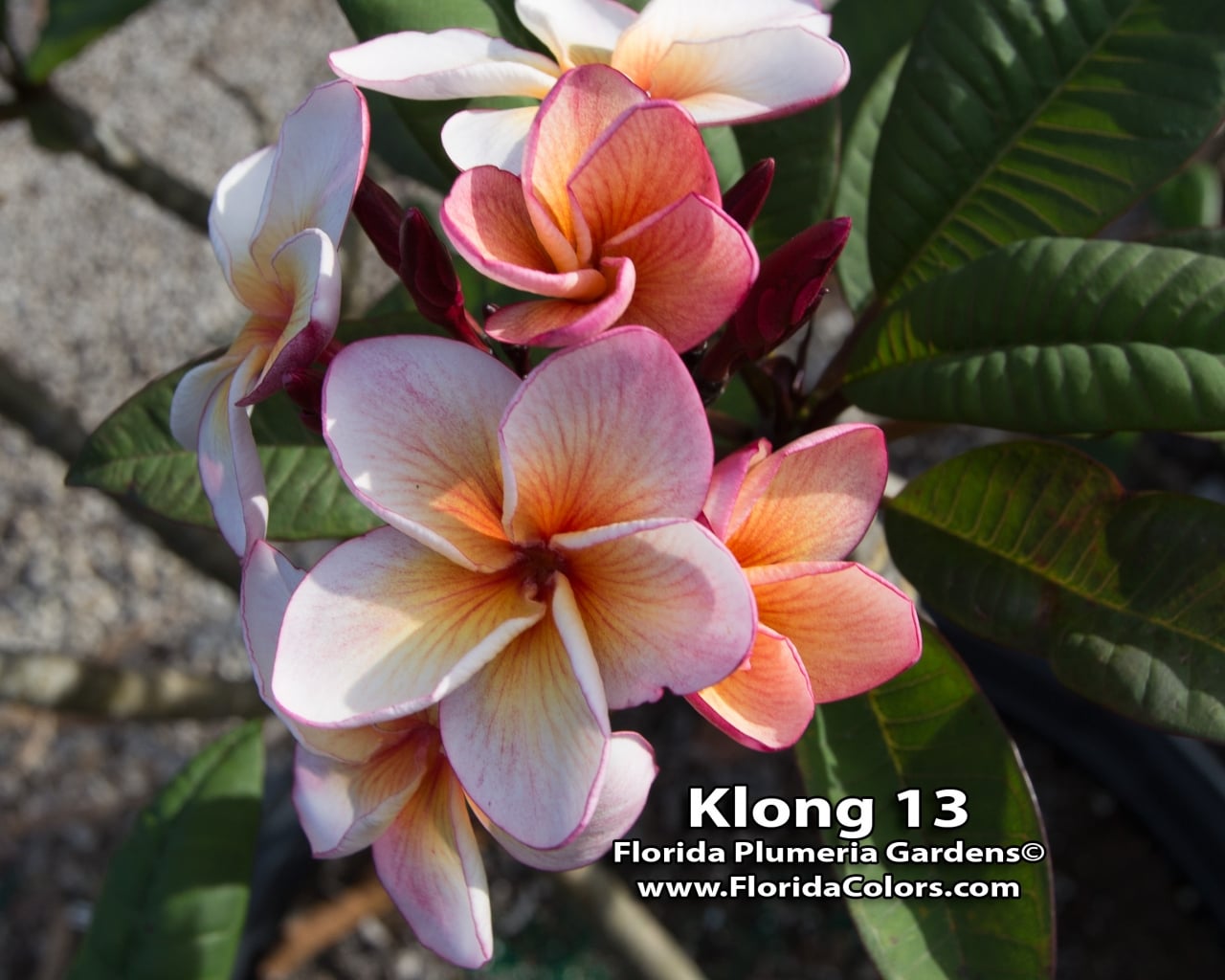 Klong 13 plumeria photo