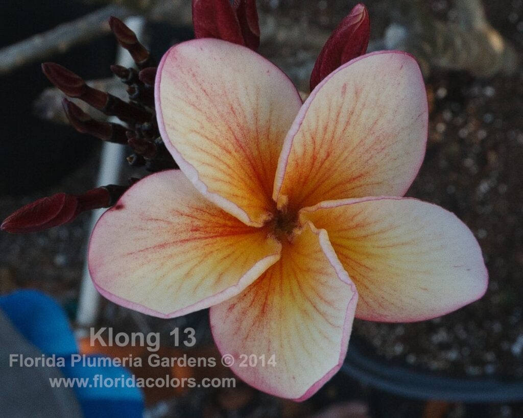 Klong 13 plumeria photo