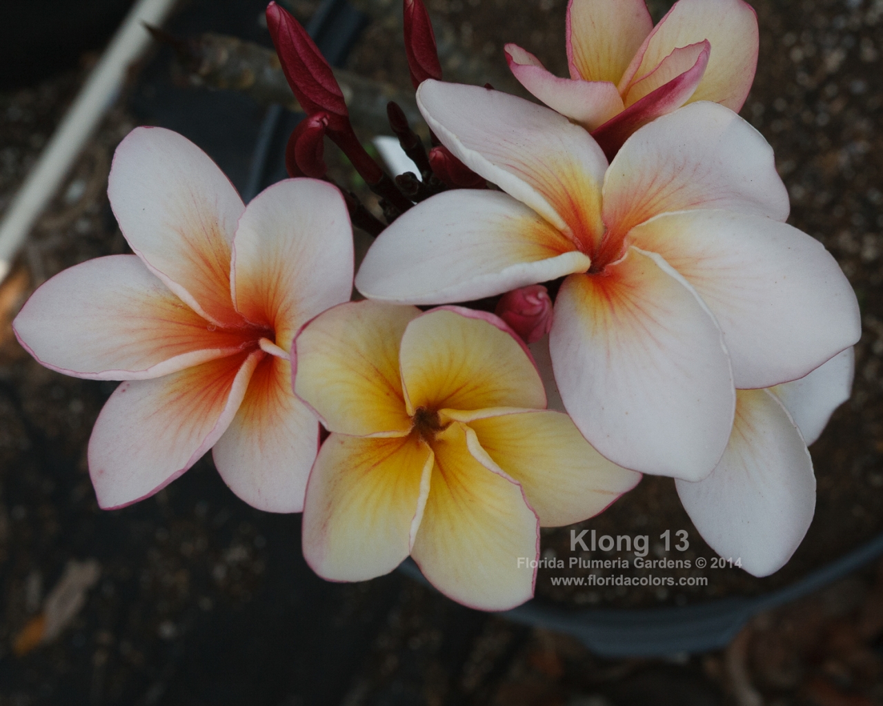 Klong 13 plumeria photo