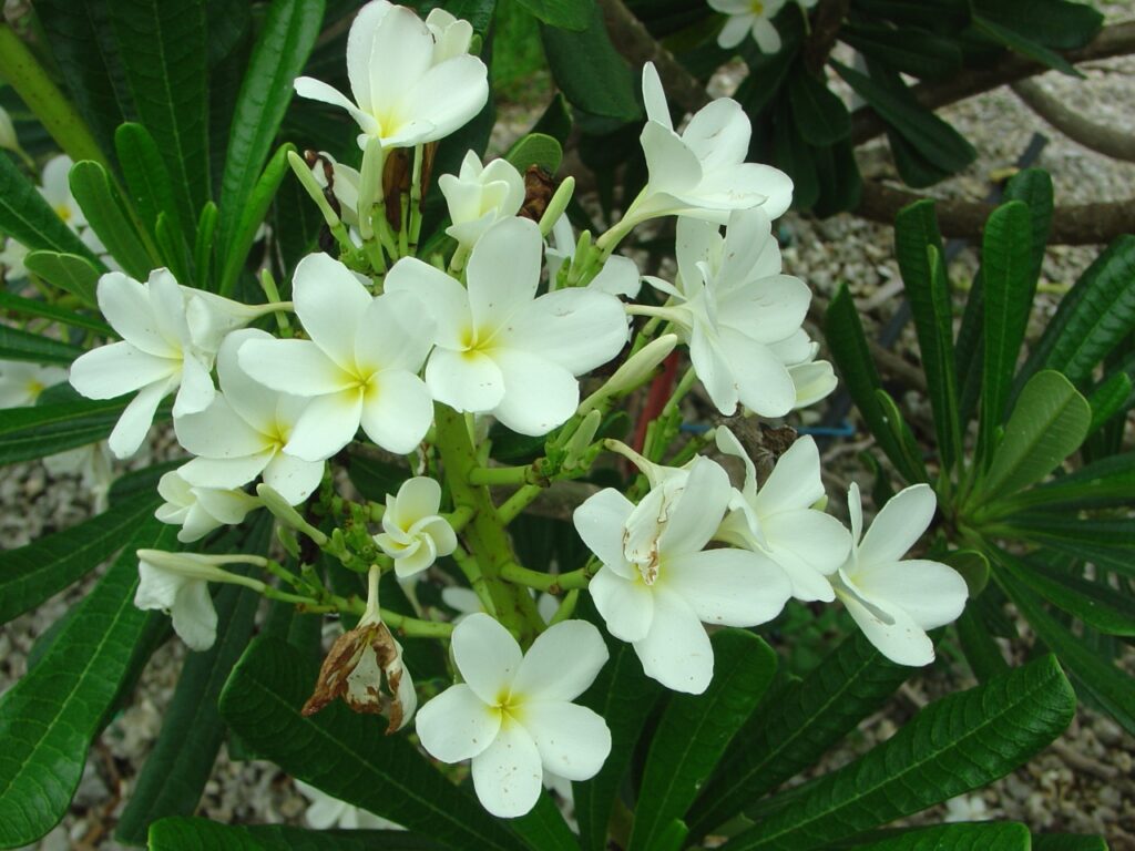 P. KukulKan plumeria photo