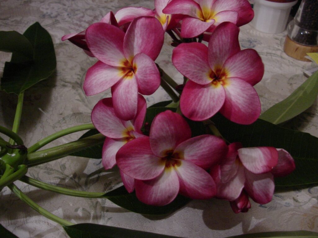 Lake’s Plantation plumeria photo