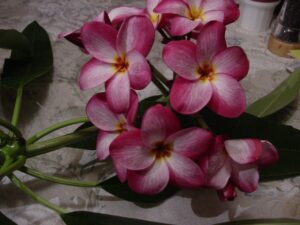 Lake's Plantation plumeria photo
