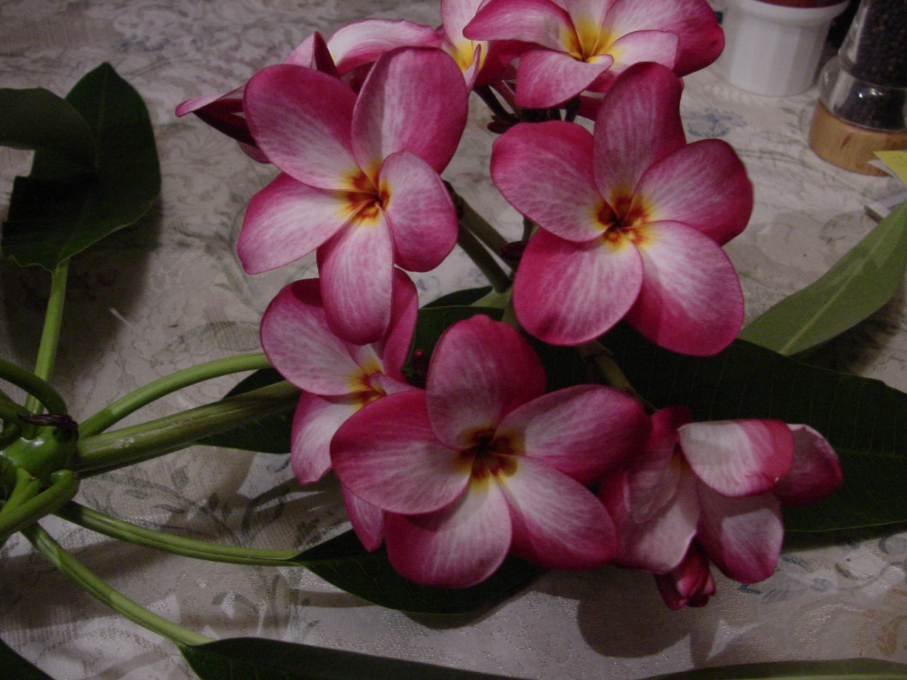 Lake's Plantation plumeria photo