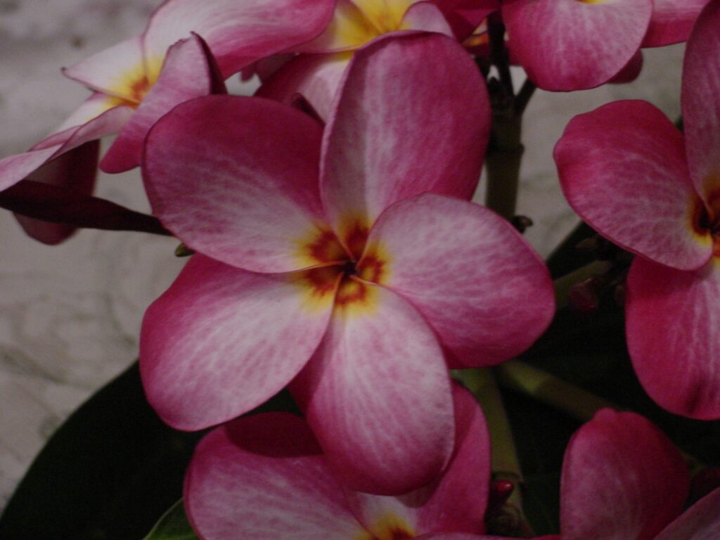 Lake’s Plantation plumeria photo