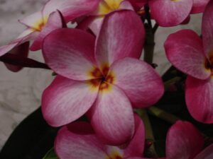 Lake's Plantation plumeria photo