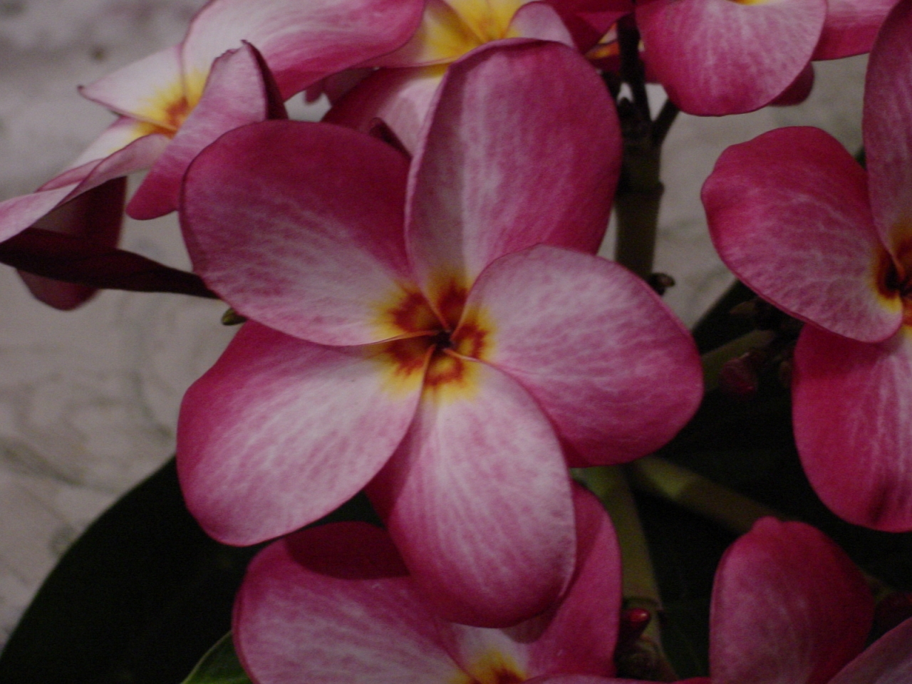 Lake's Plantation plumeria photo