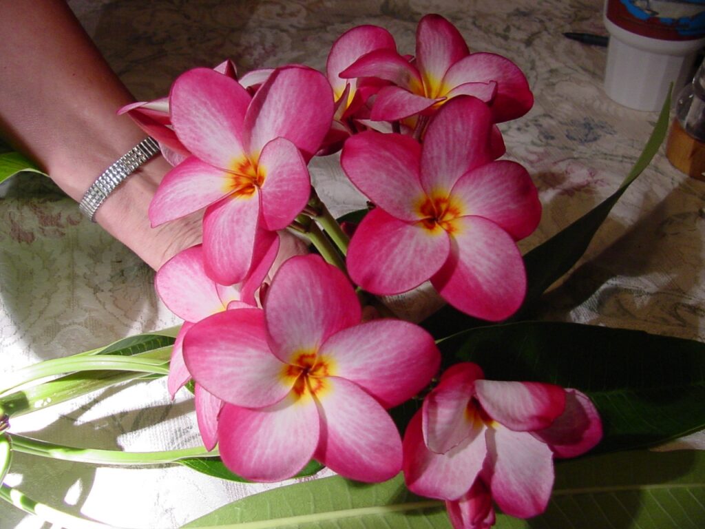 Lake’s Plantation plumeria photo
