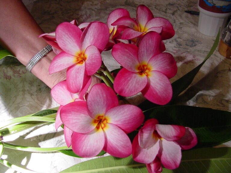 Lake's Plantation plumeria photo