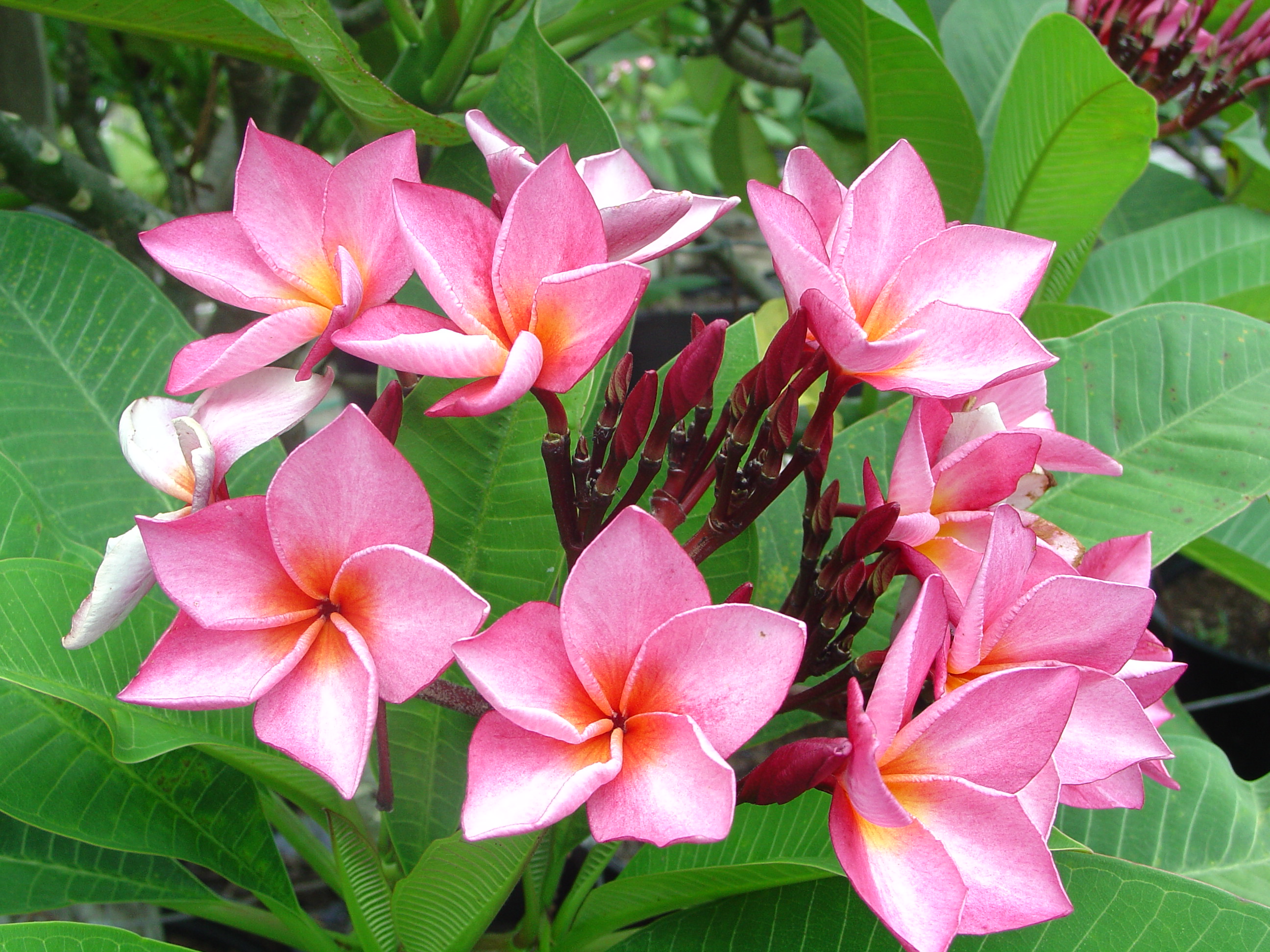 La Belle plumeria photo