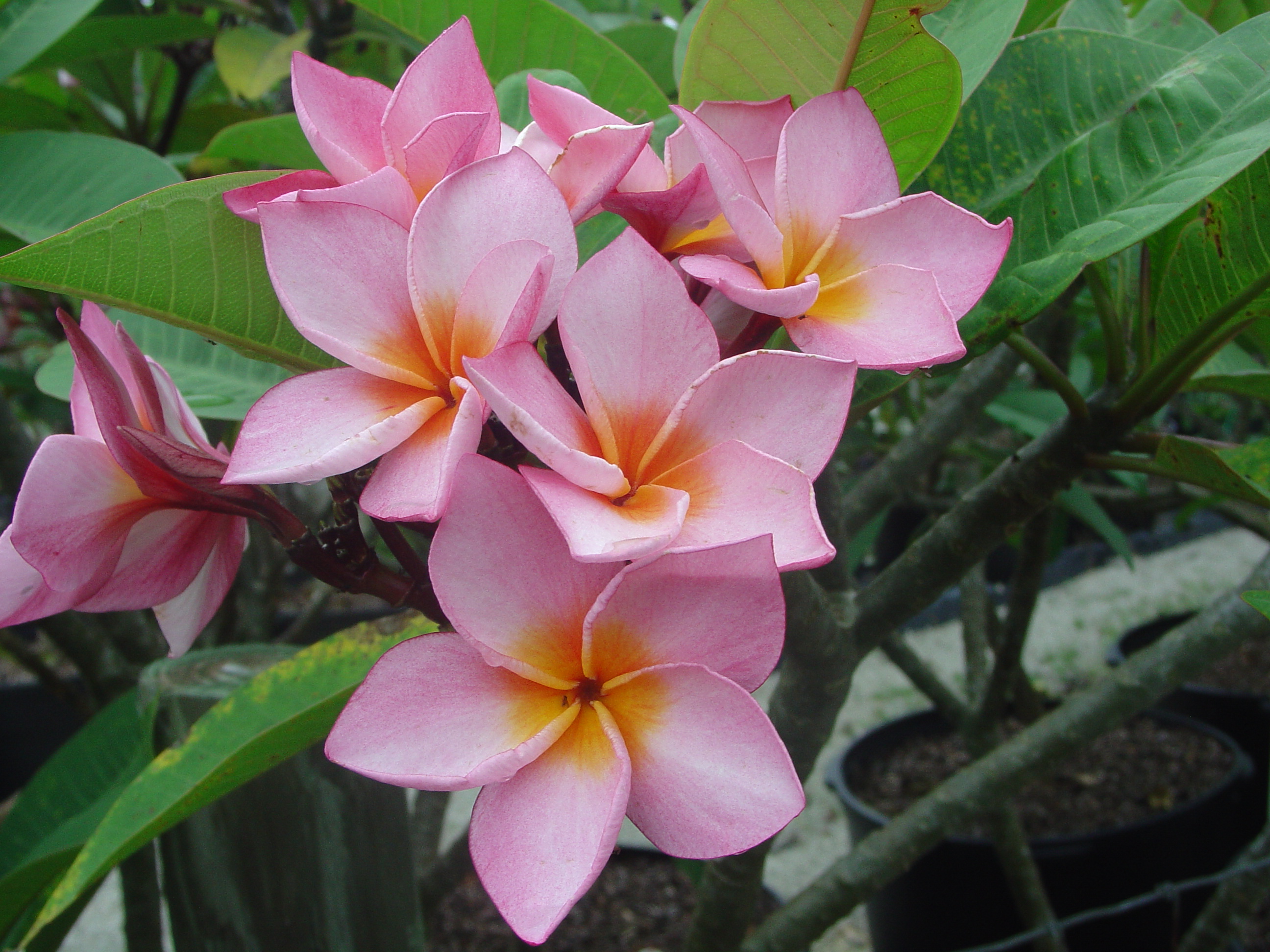 La Belle plumeria photo