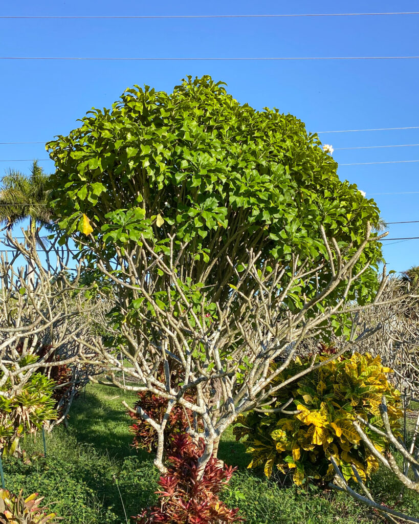 La Florida plumeria photo