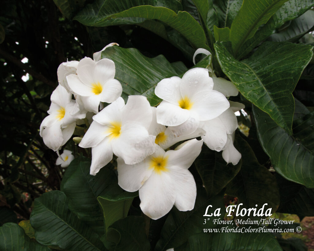 La Florida plumeria photo