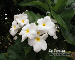La Florida plumeria photo