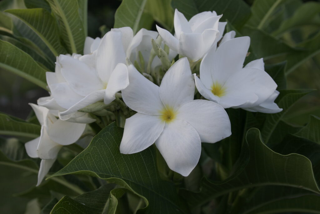 La Florida plumeria photo