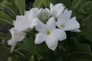 La Florida plumeria photo
