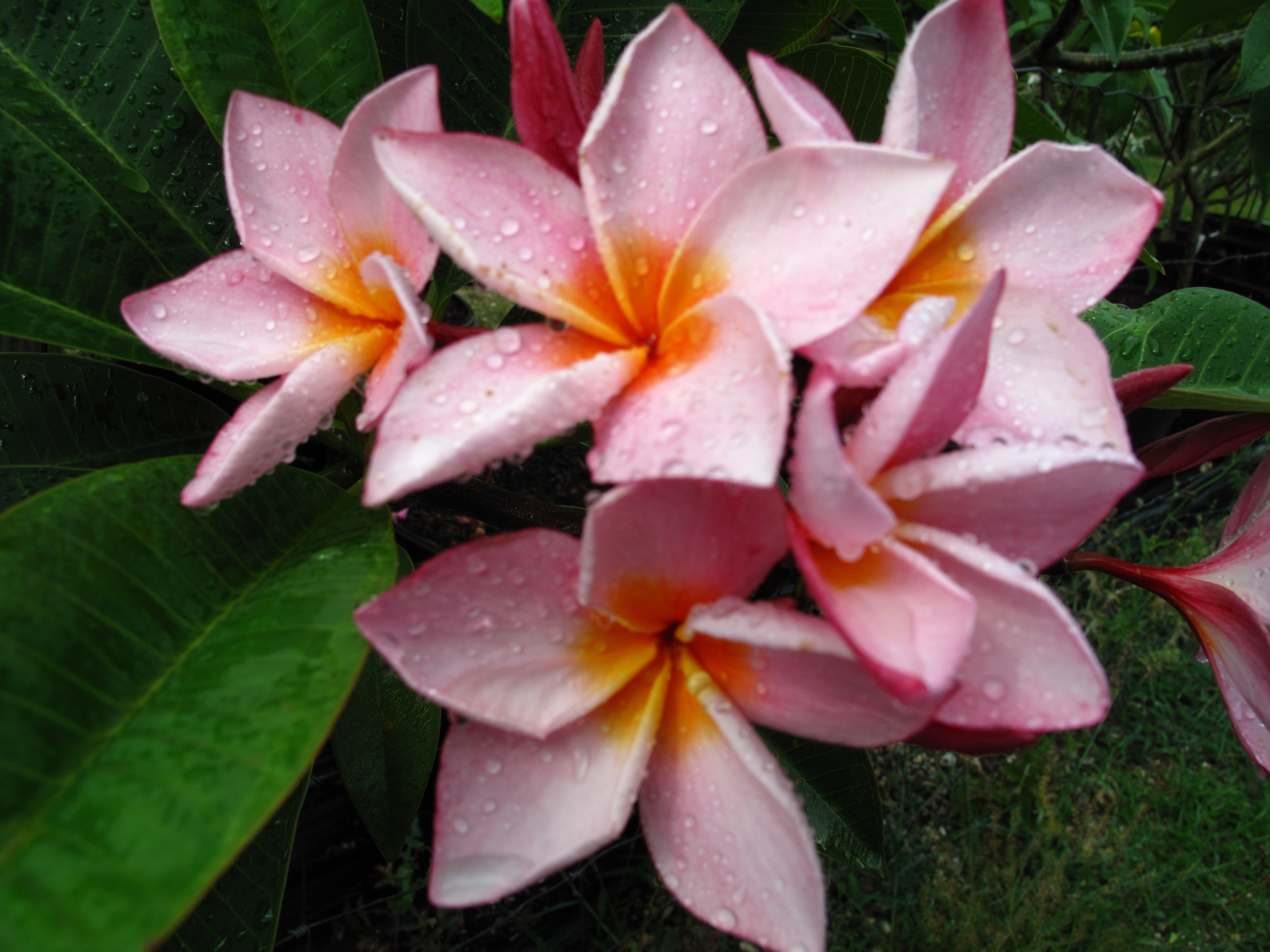La Belle plumeria photo