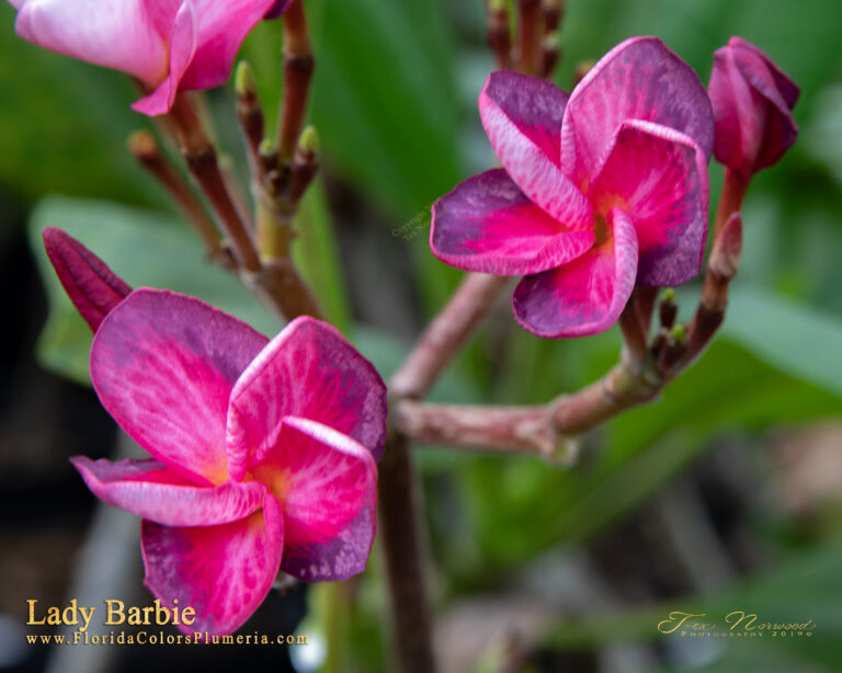 Lady Barbie plumeria flower