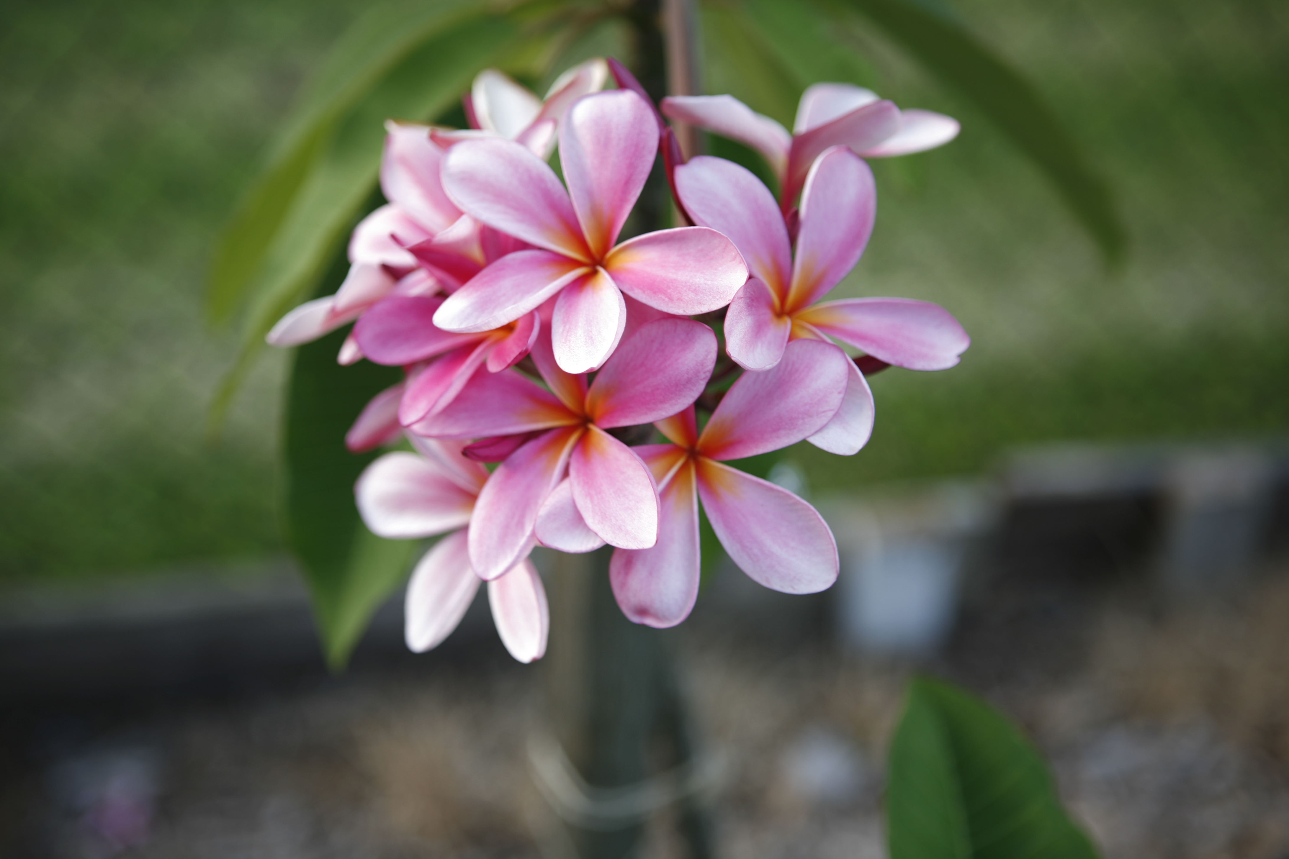 Lady In Pink plumeria photo