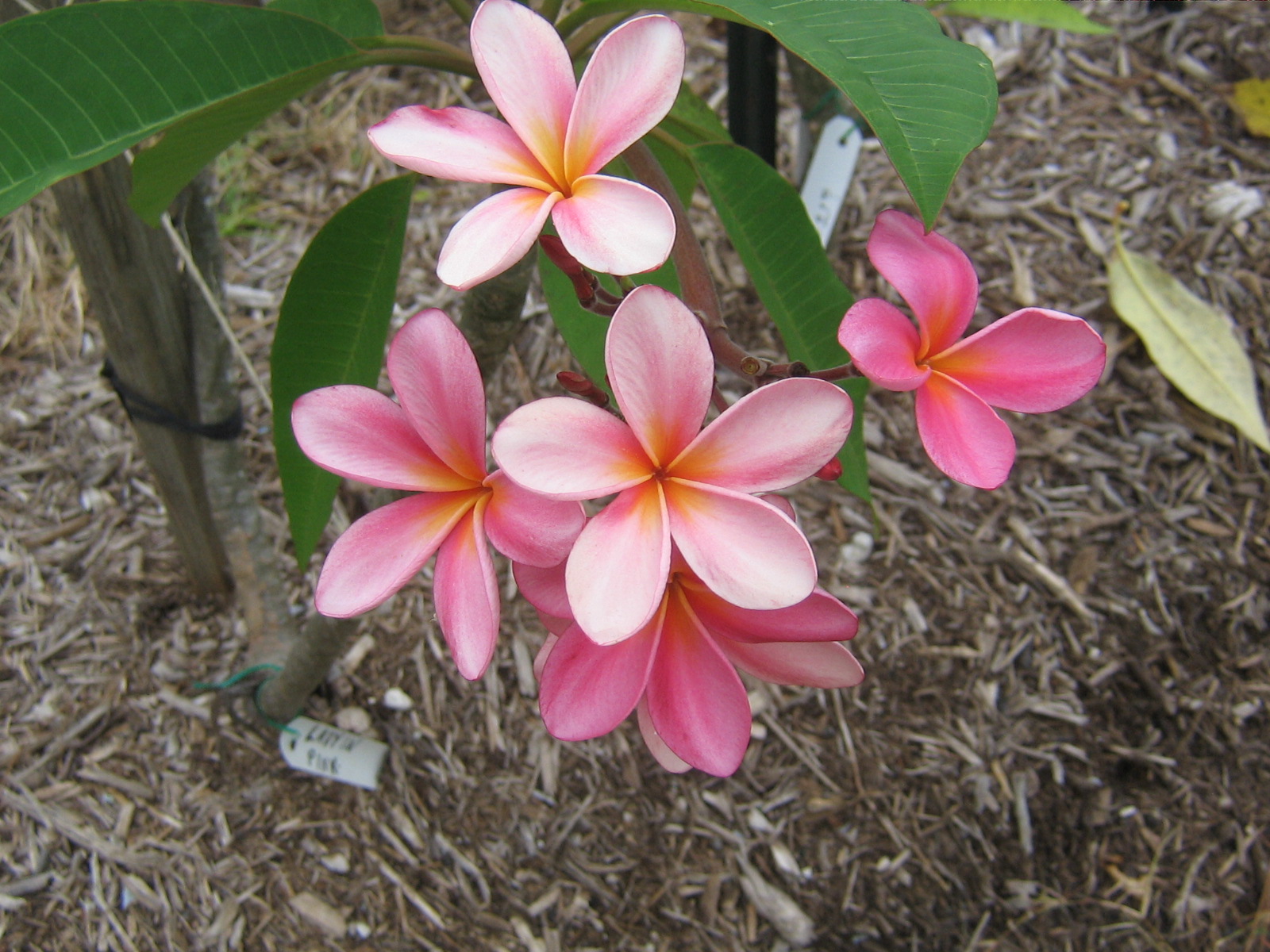 Lady In Pink plumeria photo