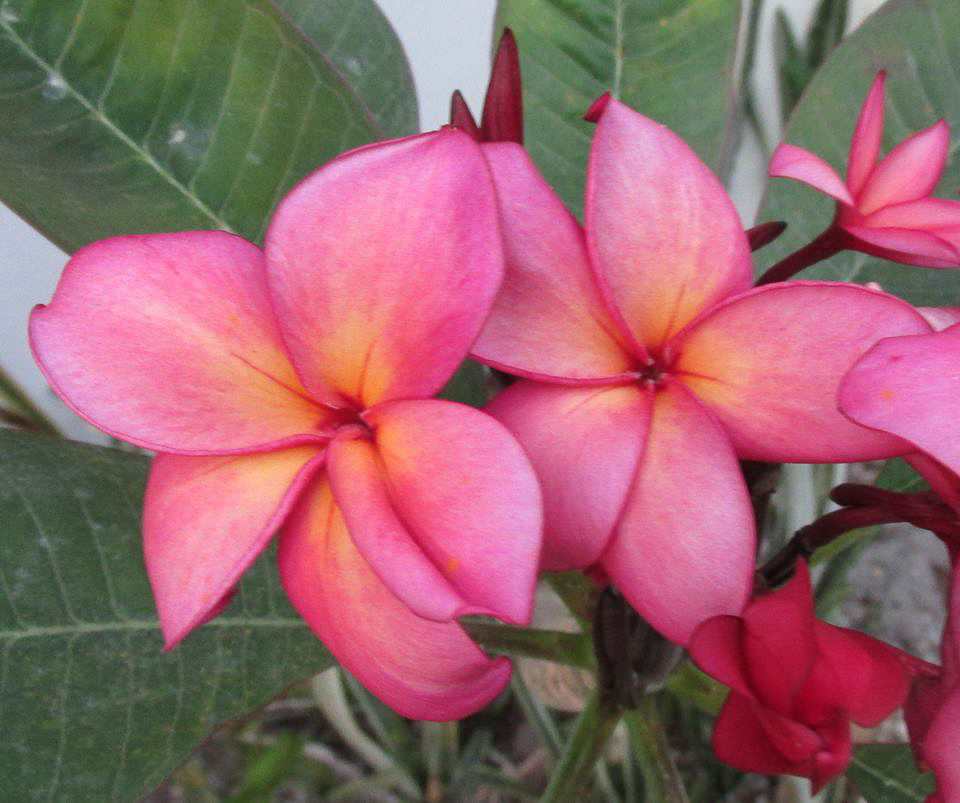 Lake's Passion plumeria flower