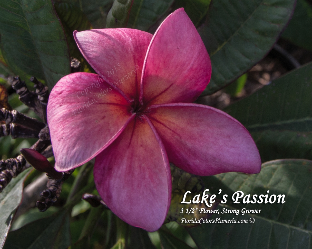 Lake's Passion plumeria photo