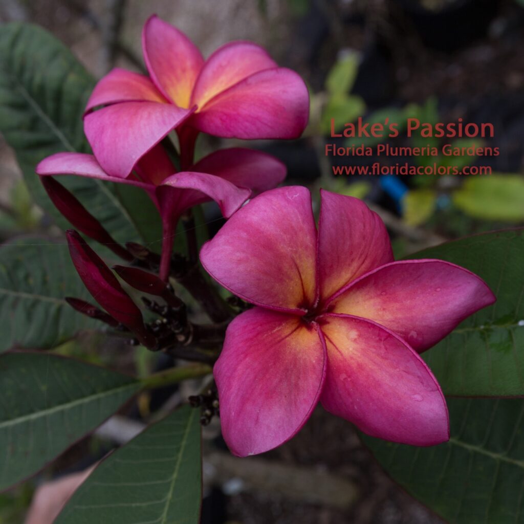 Lake’s Passion plumeria photo