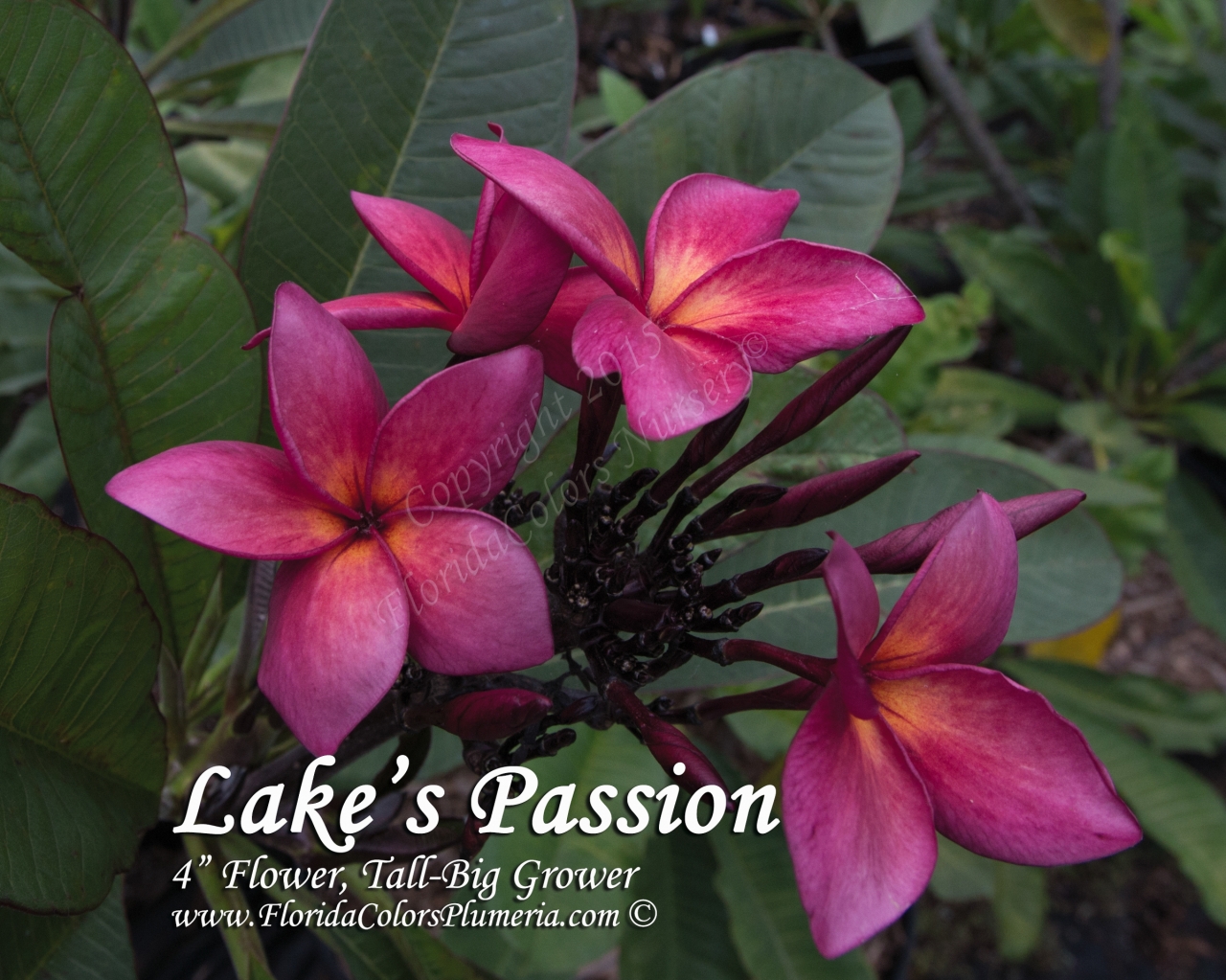 Lake's Passion plumeria photo