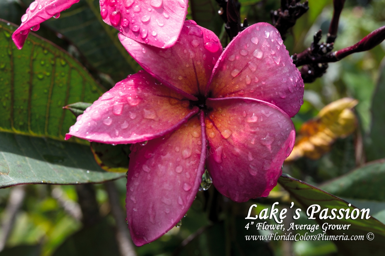 Lake's Passion plumeria photo