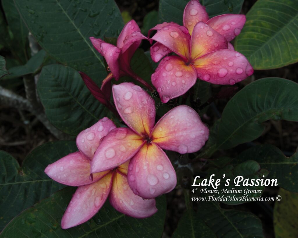 Lake’s Passion plumeria photo