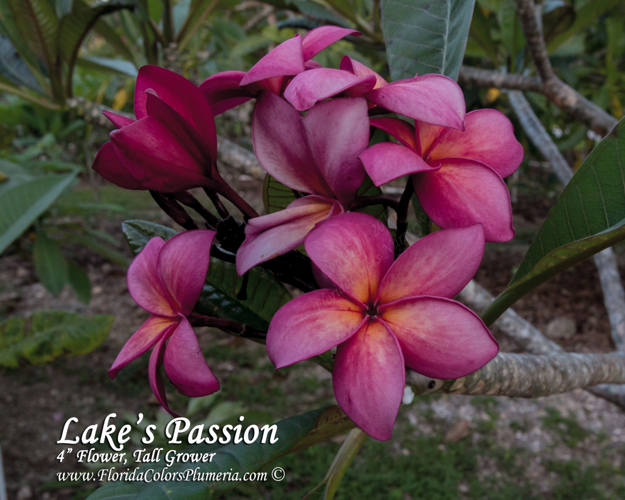 Lake's Passion plumeria photo