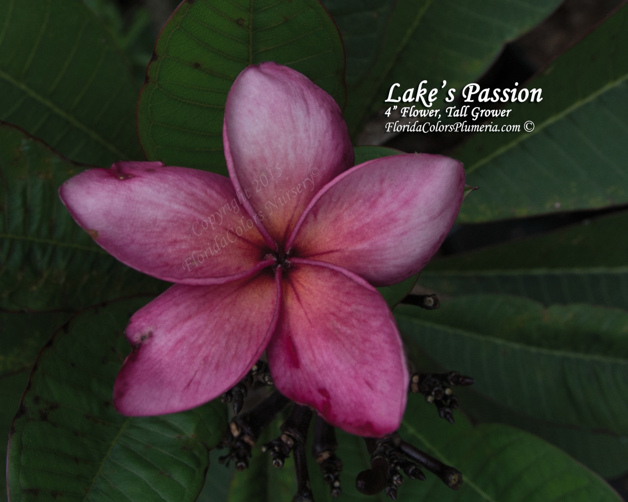 Lake's Passion plumeria photo