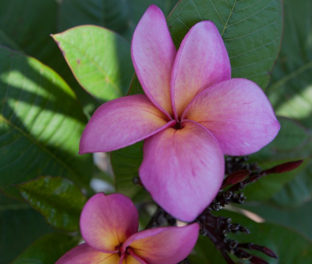 Lake’s Passion plumeria photo