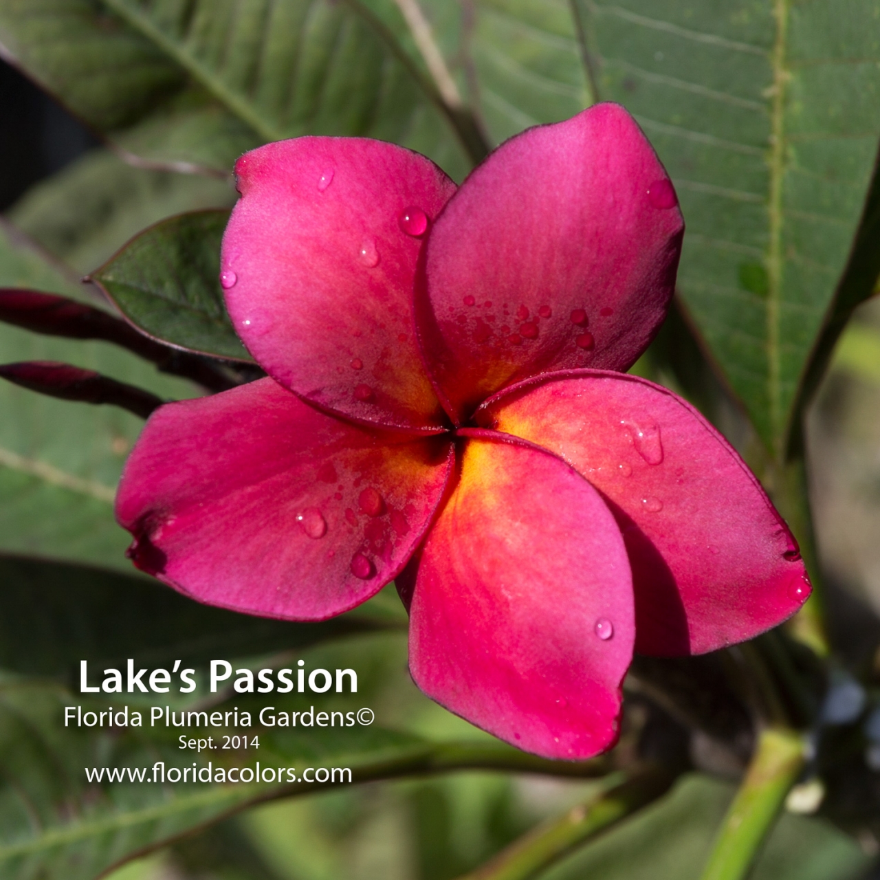 Lake's Passion plumeria photo
