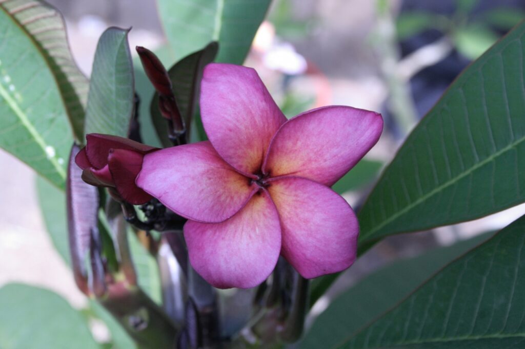 Lake’s Passion plumeria photo