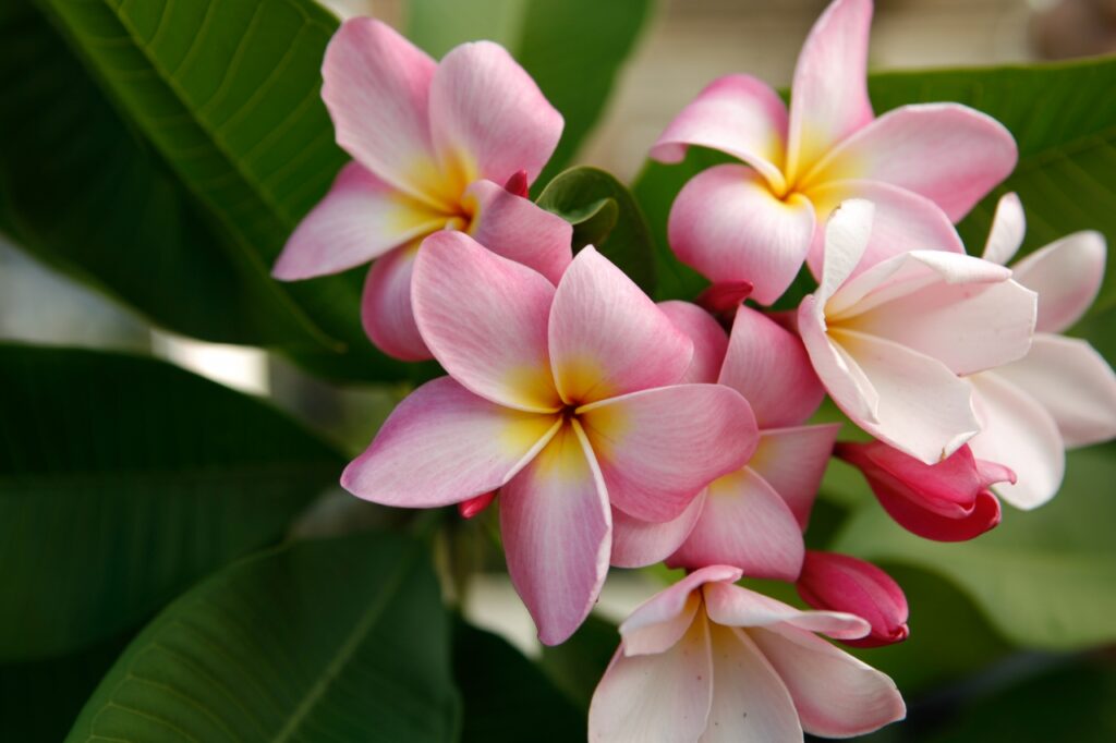 Lake’s Pink plumeria photo