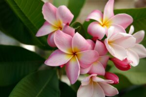 Lake's Pink plumeria photo