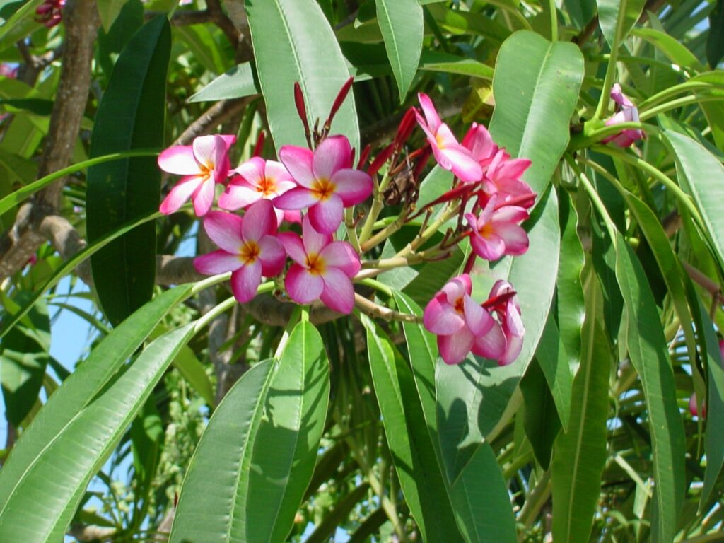 Lake’s Plantation plumeria photo