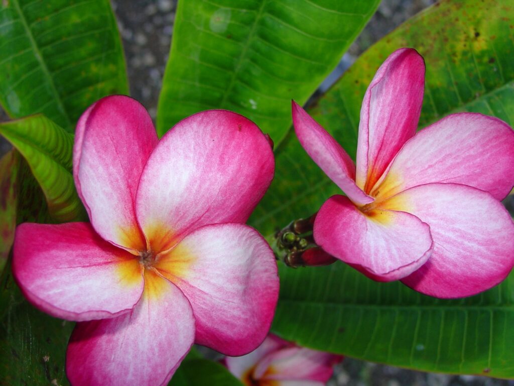 Lake’s Plantation plumeria photo
