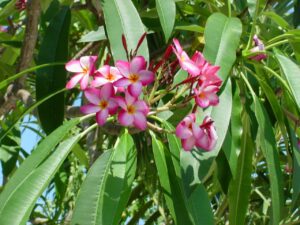 Lake's Plantation plumeria photo