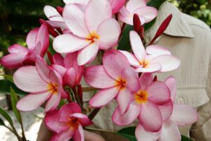 Lake's Plantation plumeria photo