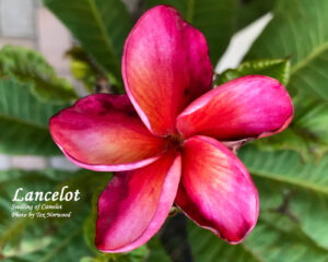 Sir Lancelot plumeria photo
