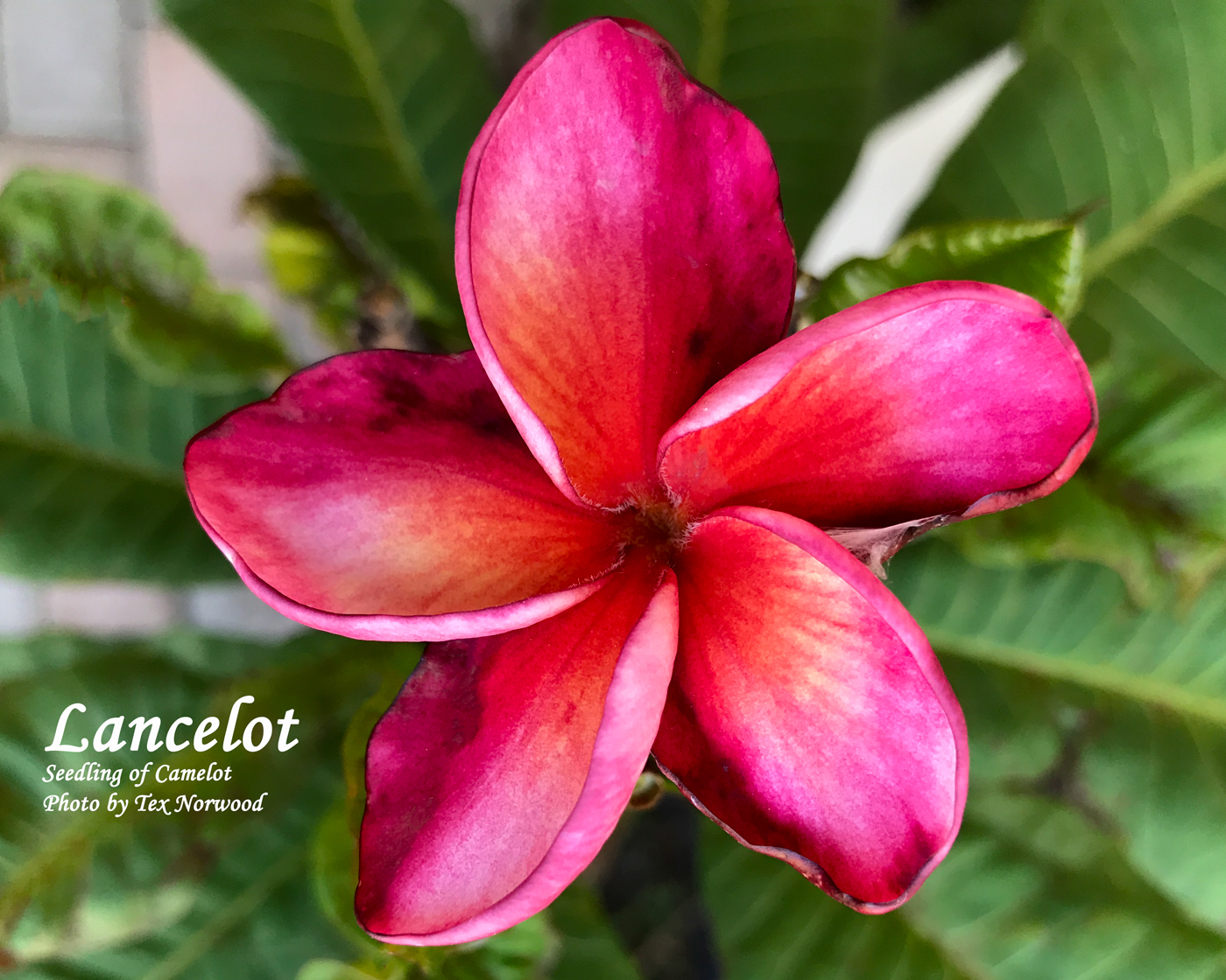 Sir Lancelot plumeria photo