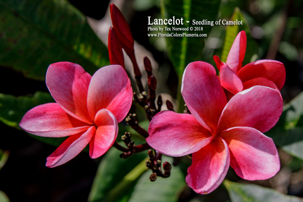 Sir Lancelot plumeria photo