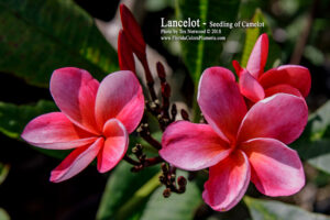 Sir Lancelot plumeria photo