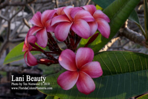 Lani Beauty plumeria