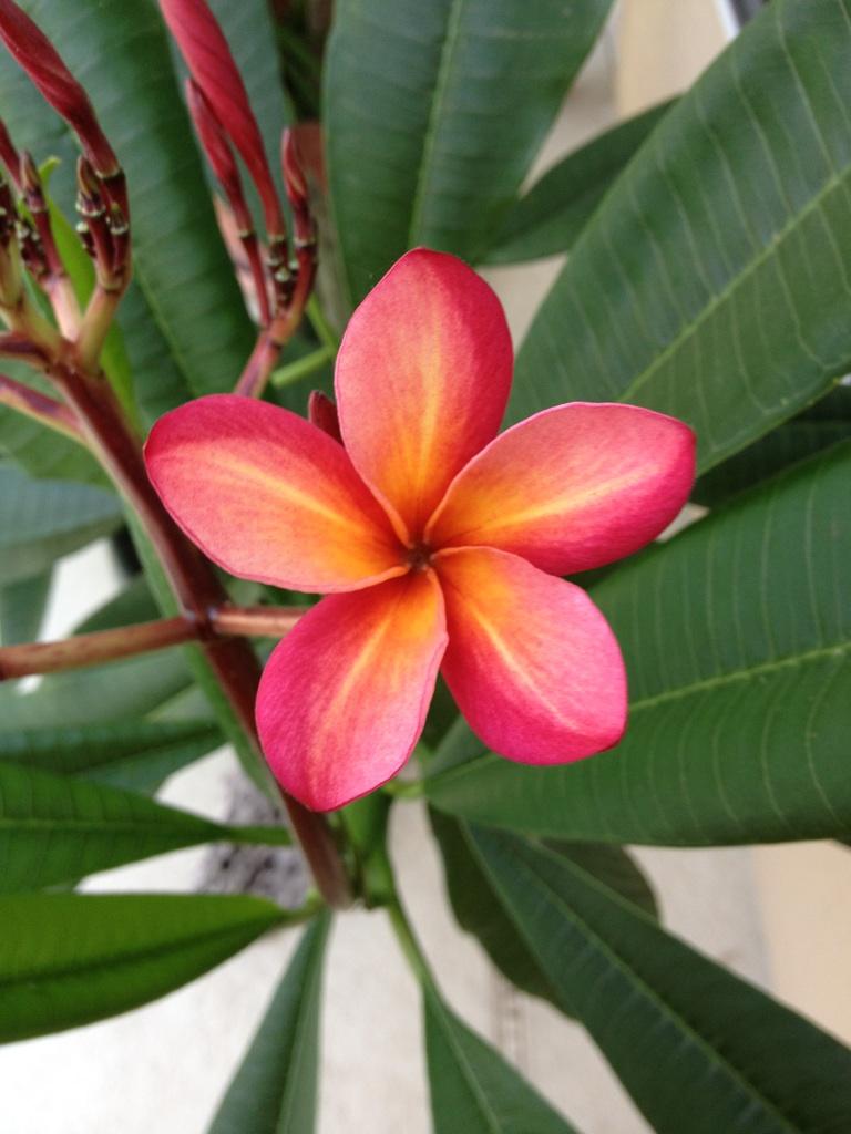 Lani Beauty plumeria photo