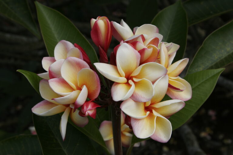 Lava Flow plumeria photo