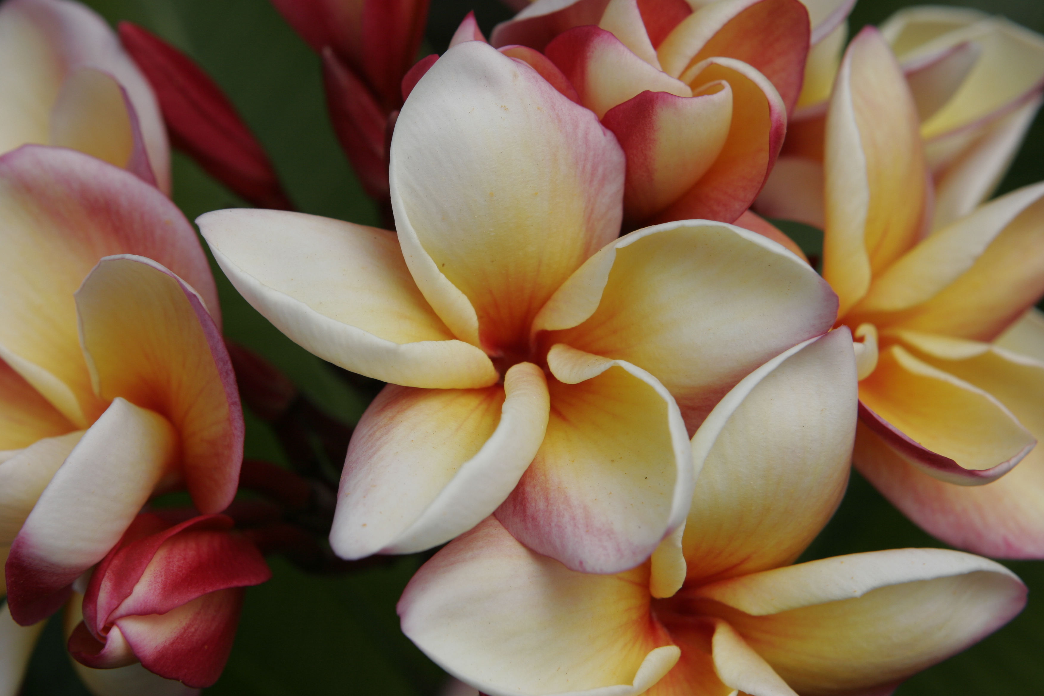 Lava Flow plumeria photo